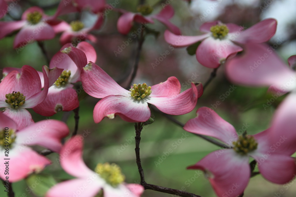 Fototapeta premium Pink Dogwood 2019 VIII 