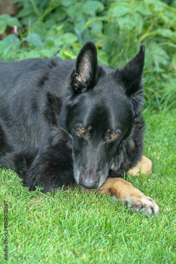 german shepherd dog on the grass german shepherd dog on the grass