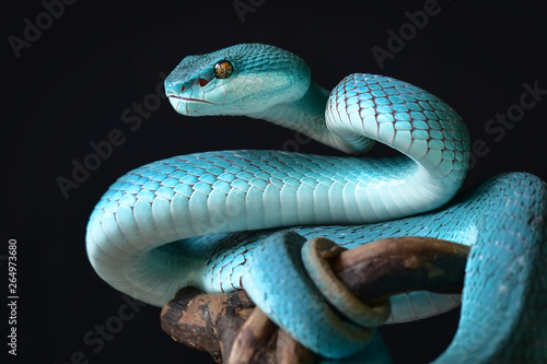 Photography Blue Insularis Snake