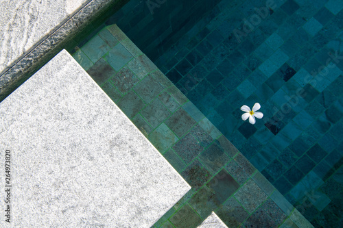 Tropical frangipani flower floating in blue pool water