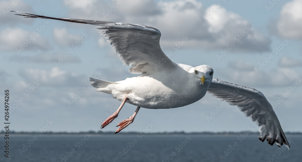 Fototapeta premium herring gull