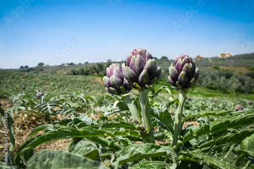 three artichokes in the plantation with clear sky in the background