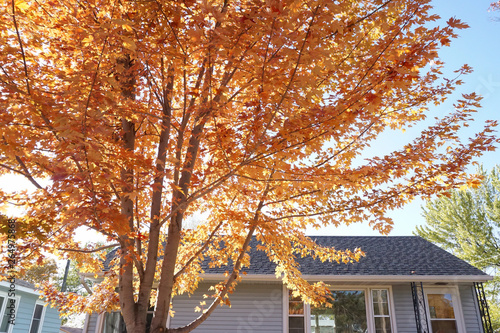 Maple tree, in front of a house, wearing gorgeous golden leaves. © Chiemi