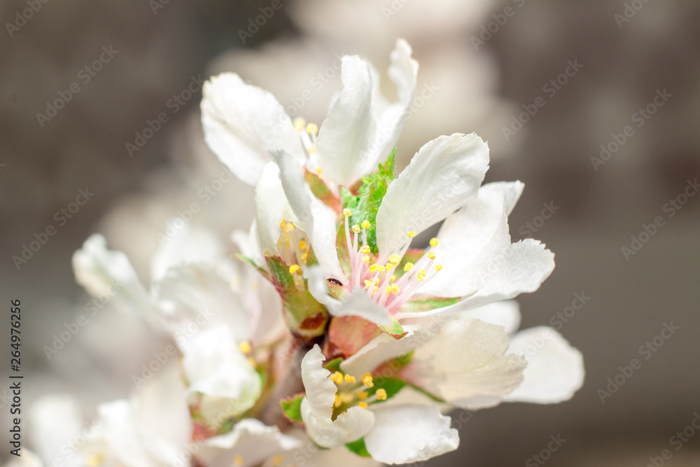 the blossoming flowers of fruit-trees in the spring. macro the blossoming flowers of fruit-trees in the spring. macro