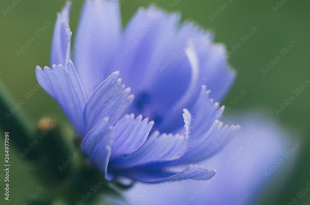 Chicory flower in nature