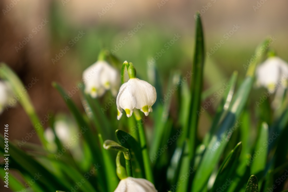 Fototapeta premium Spring flowering. Snowdrops in the park. Slovakia 