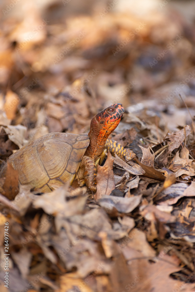 Obraz premium Box turtle in the woods