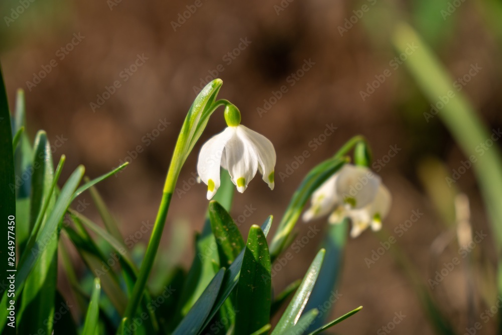 Spring flowering. Snowdrops in the park. Slovakia Spring flowering. Snowdrops in the park. Slovakia