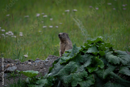 Marmottes