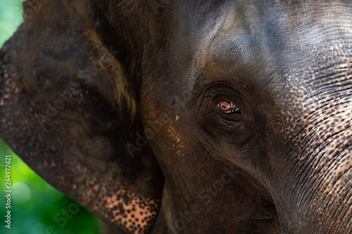 The Asia elephant for background. Close up of the eye Asia elephant, selective focus and free space for text. Wildlife animal background idea concept.
