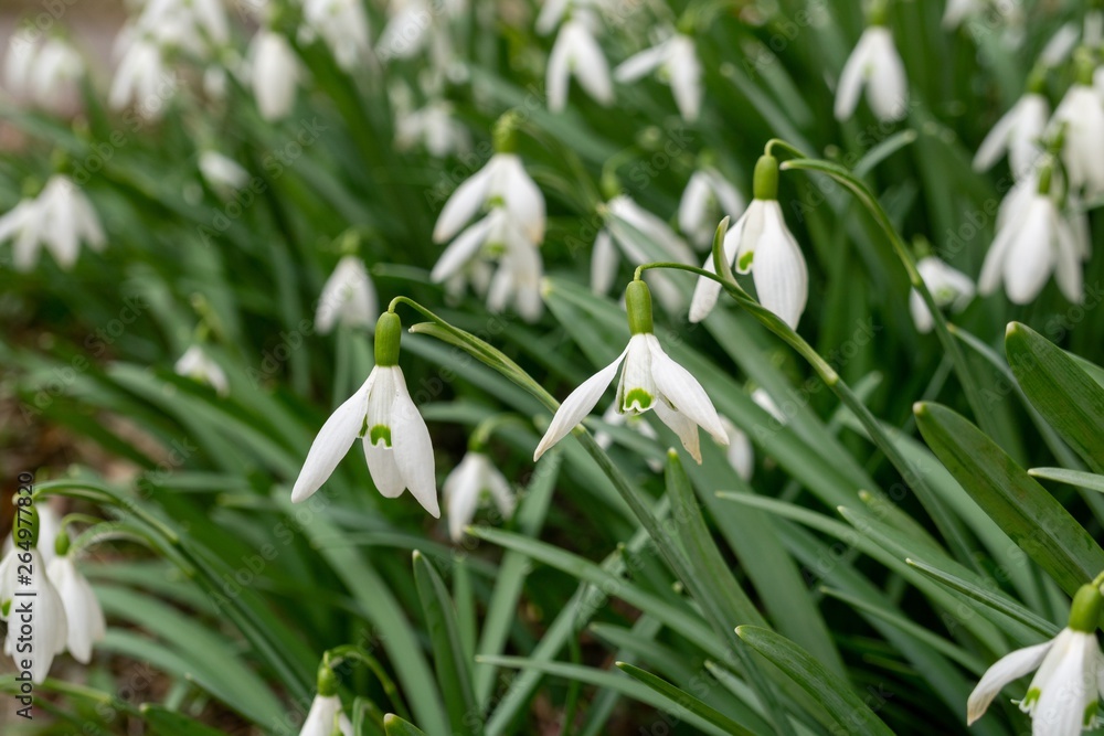 Spring flowering. Snowdrops in the park. Slovakia Spring flowering. Snowdrops in the park. Slovakia