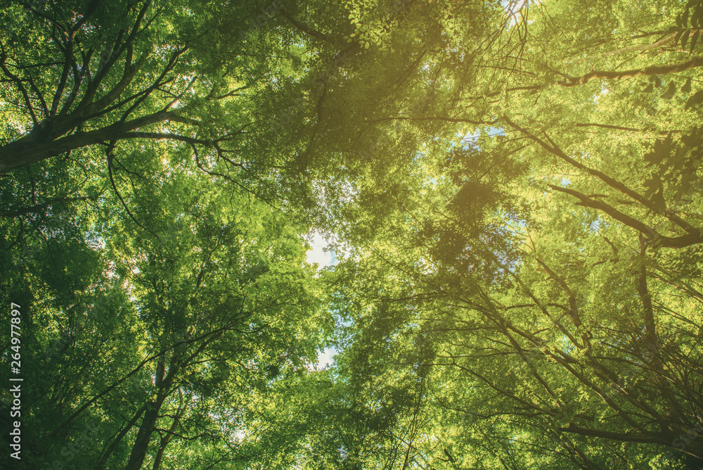 Summer green forest