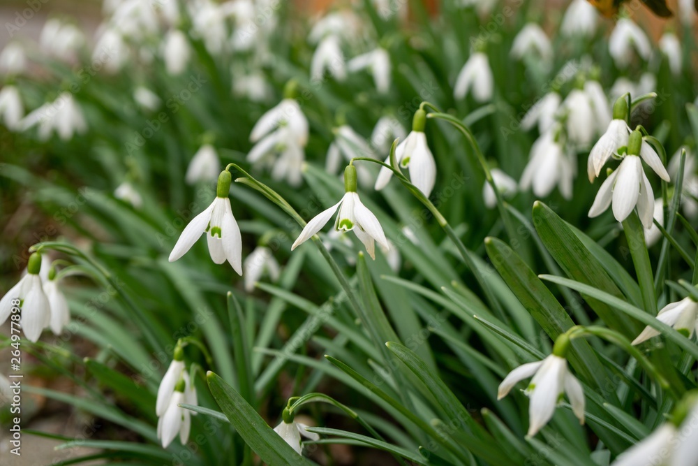 Spring flowering. Snowdrops in the park. Slovakia Spring flowering. Snowdrops in the park. Slovakia