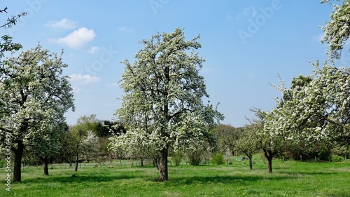 Obstbaumblüte im Bergischen land