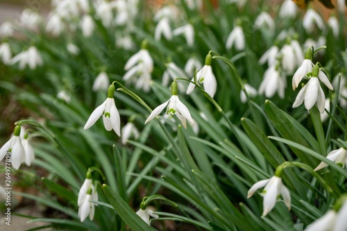Spring flowering. Snowdrops in the park. Slovakia 