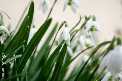 Spring flowering. Snowdrops in the park. Slovakia 