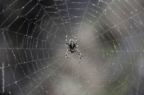 Photos Araignée sur sa toile