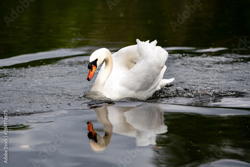 Beautiful white swan on the lake in the forest
