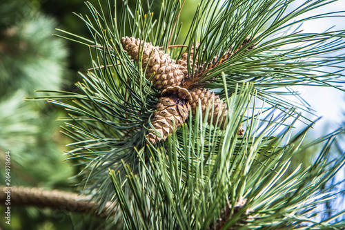 The black pine tree with some cones on a branch