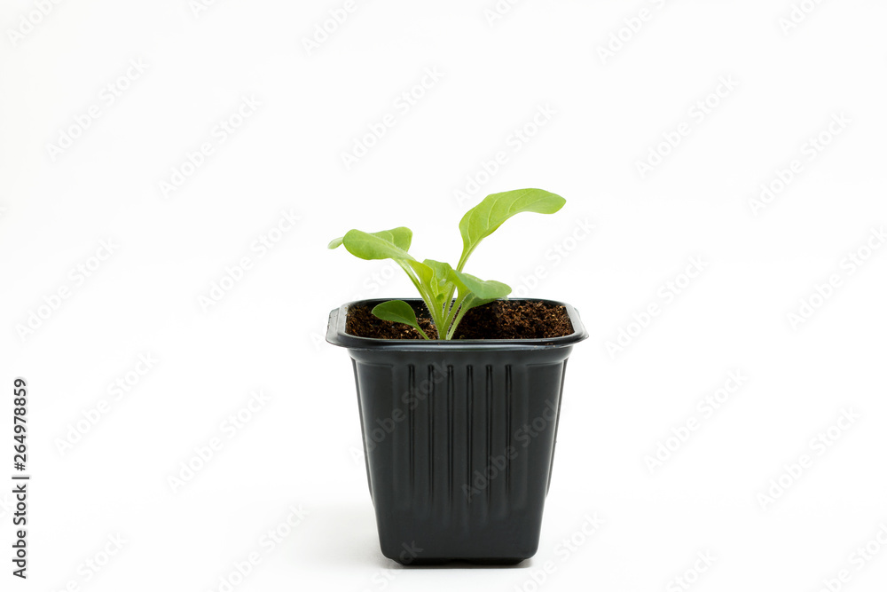 Young green sprout of petunia grows in a pot for seedlings isolated on white background. Close-up. Young green sprout of petunia grows in a pot for seedlings isolated on white background. Close-up.