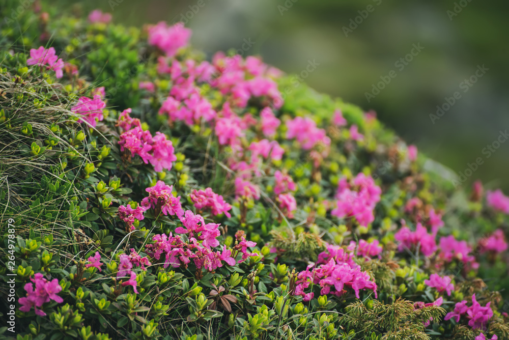Rhododendron flowers in nature Rhododendron flowers in nature