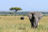 Safari Elefant