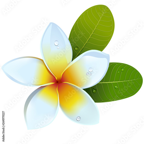 Vector Frangipani Flower photo