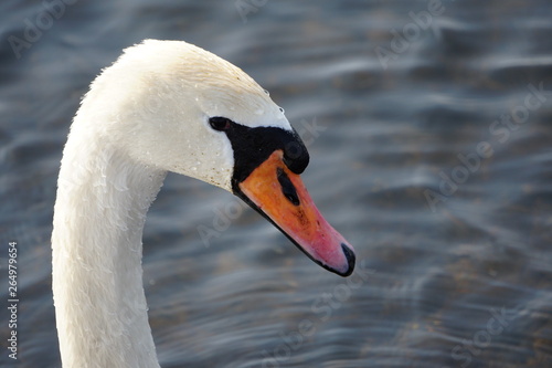 Swan Close