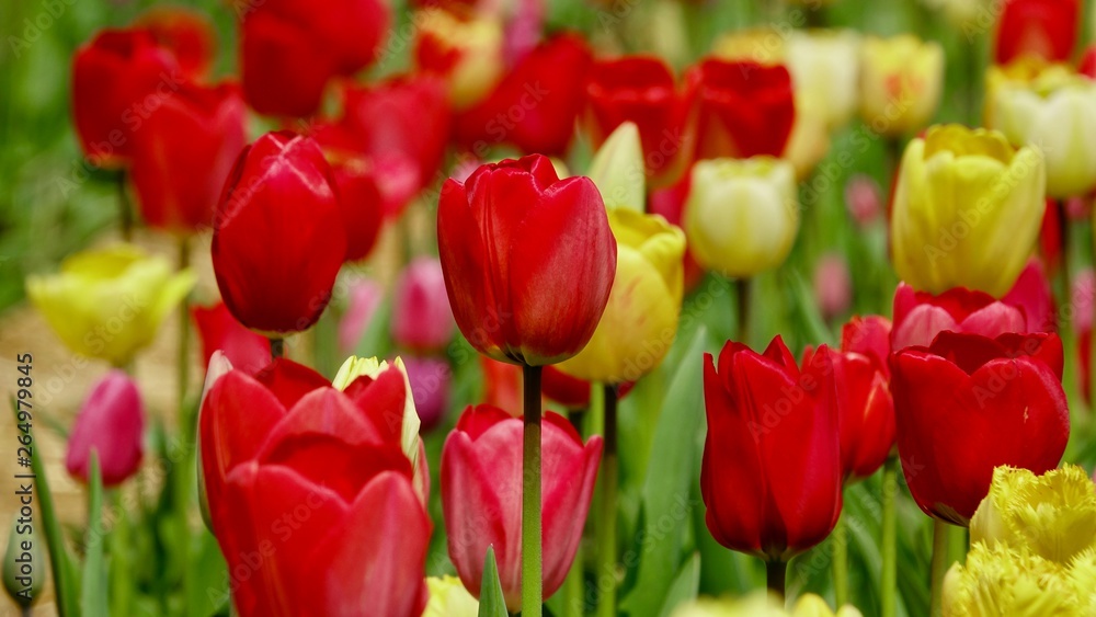 Buntes Tulpenfeld im Bergischen land, Tulpen zum Selberpflücken Buntes Tulpenfeld im Bergischen land, Tulpen zum Selberpflücken