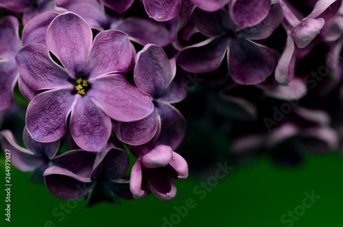 purple flower on a green background