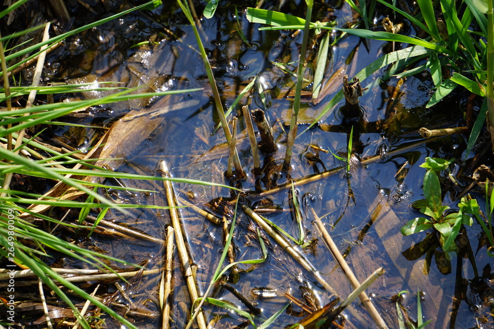 Marsh Grass Marsh Grass