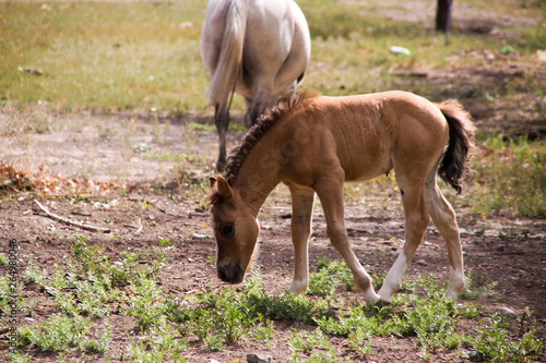 Fototapeta Naklejka Na Ścianę i Meble -  horse and foal