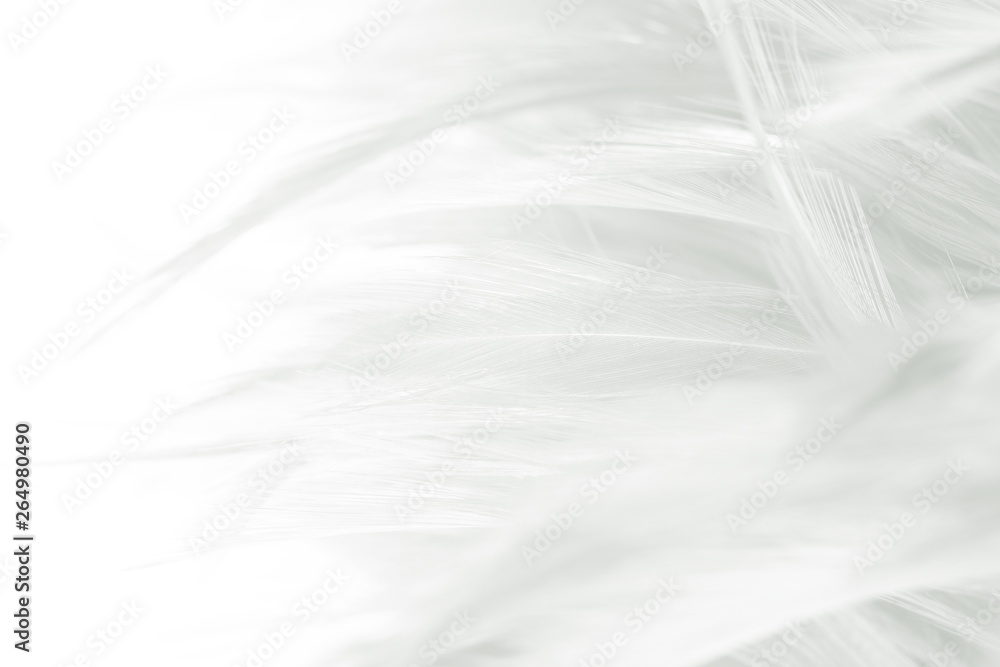 Beautiful macro white feather pattern texture background Beautiful macro white feather pattern texture background