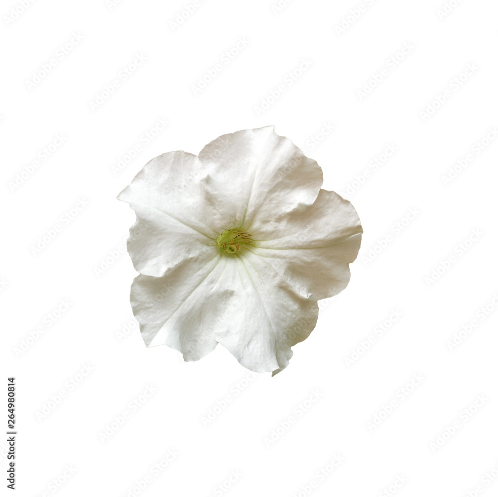 A flower of white petnia isolated on a white background. A flower of white petnia isolated on a white background.