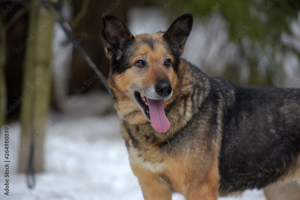 elderly dog half-breed shepherd elderly dog half-breed shepherd