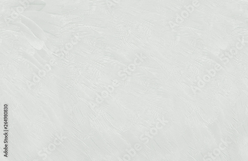 Beautiful macro white feather pattern texture background
