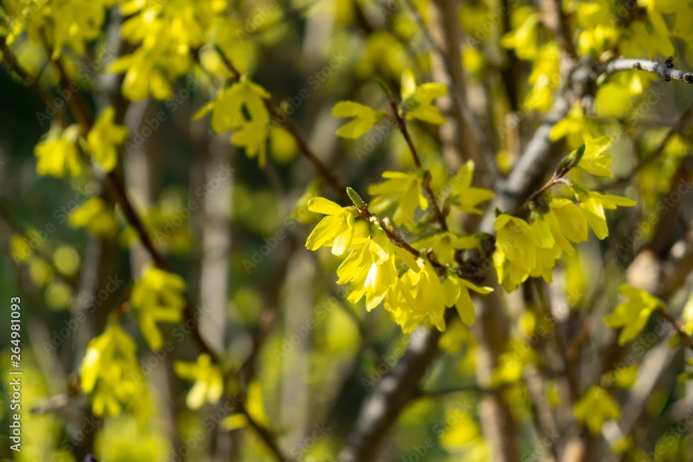 Spring tree flowering - Forsythia flower. Slovakia Spring tree flowering - Forsythia flower. Slovakia
