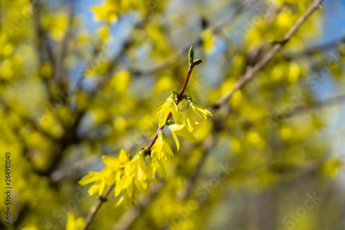 Spring tree flowering - Forsythia flower. Slovakia