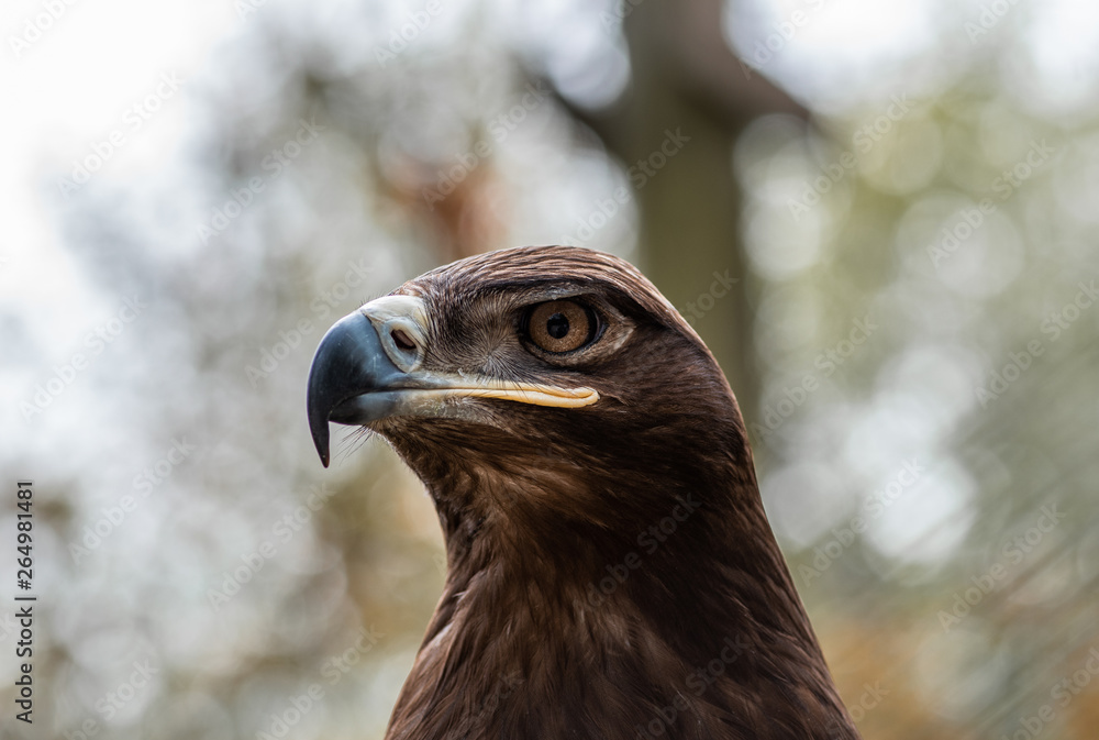 portrait of an eagle in the nature portrait of an eagle in the nature