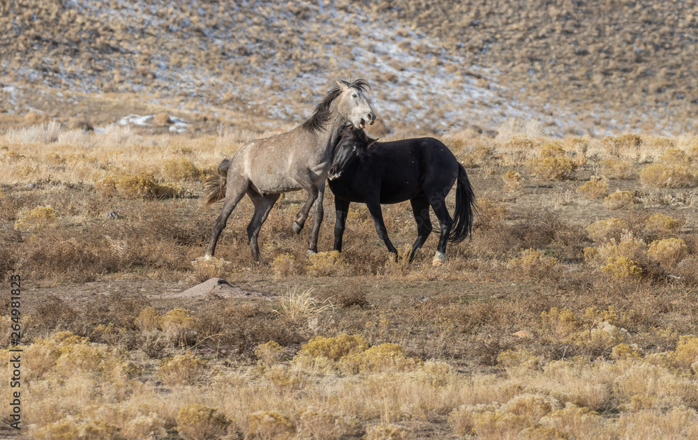 Wild Horse Stallions Fighting in Winter in Utah Wild Horse Stallions Fighting in Winter in Utah