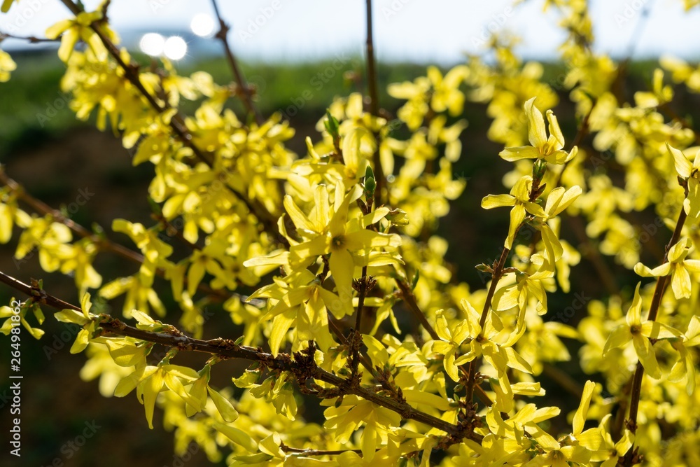 Spring tree flowering - Forsythia flower. Slovakia Spring tree flowering - Forsythia flower. Slovakia