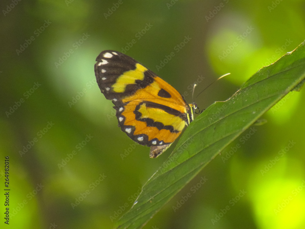 Orange Butterfly Black and White Orange Butterfly Black and White