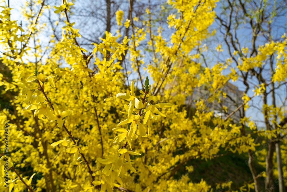 Spring tree flowering - Forsythia flower. Slovakia Spring tree flowering - Forsythia flower. Slovakia