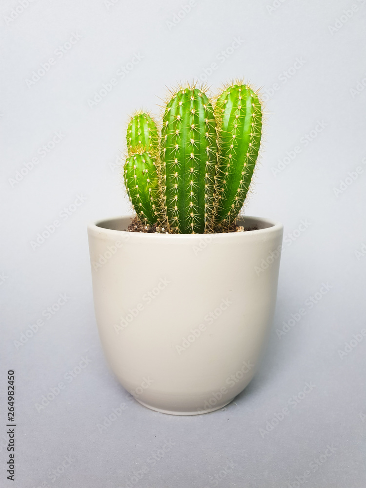 Cactus in a flower a stylish minimal flower pot on grey background in earthy shades Cactus in a flower a stylish minimal flower pot on grey background in earthy shades