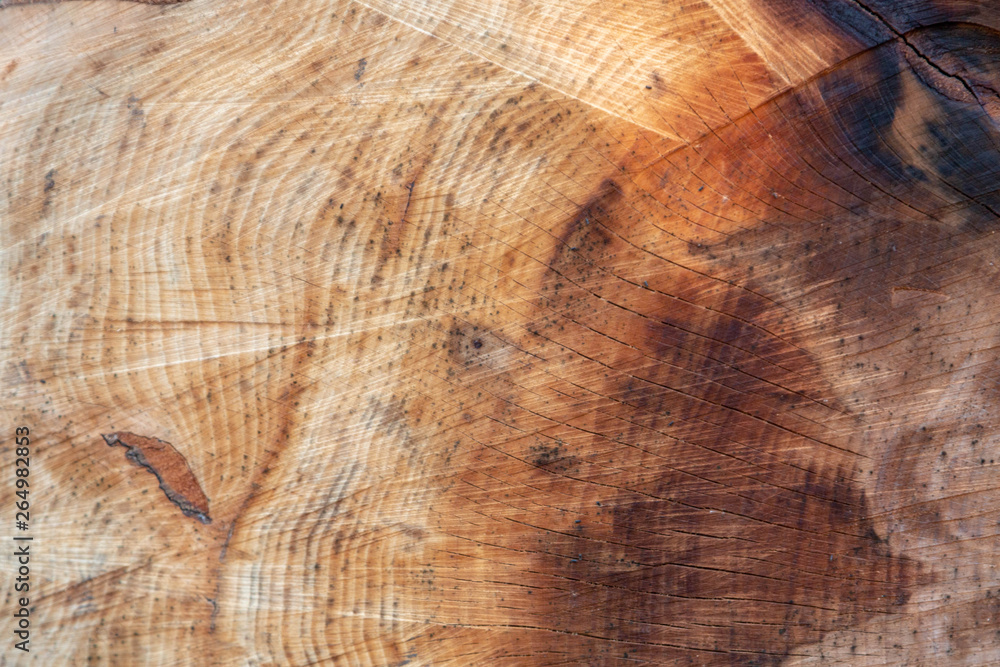 Naklejka premium Wooden texture of the inside of a trunk
