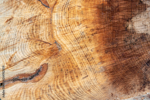 Wooden texture of the inside of a trunk  photo