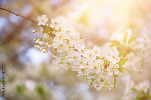 Cherry flowers frame © Roxana