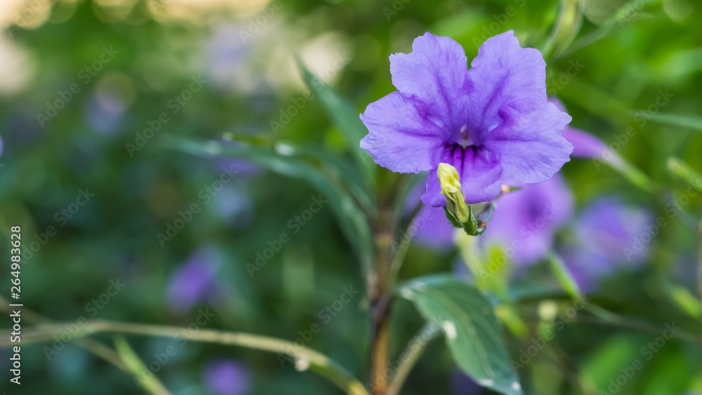 Purple flowers at a park in bangkok Purple flowers at a park in bangkok