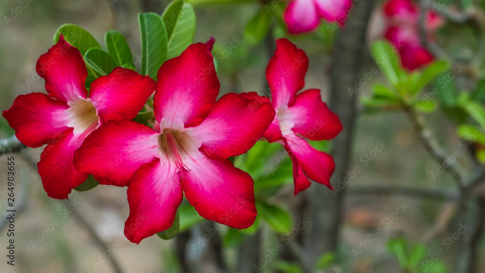 Red Flowers at a park in Bangkok Red Flowers at a park in Bangkok
