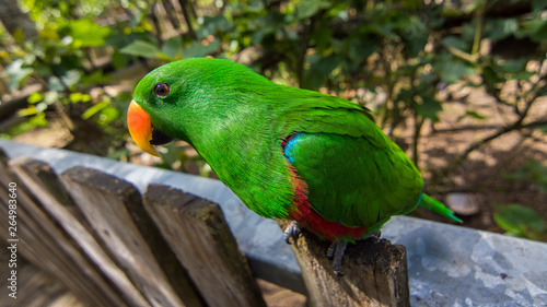 eclectus photo